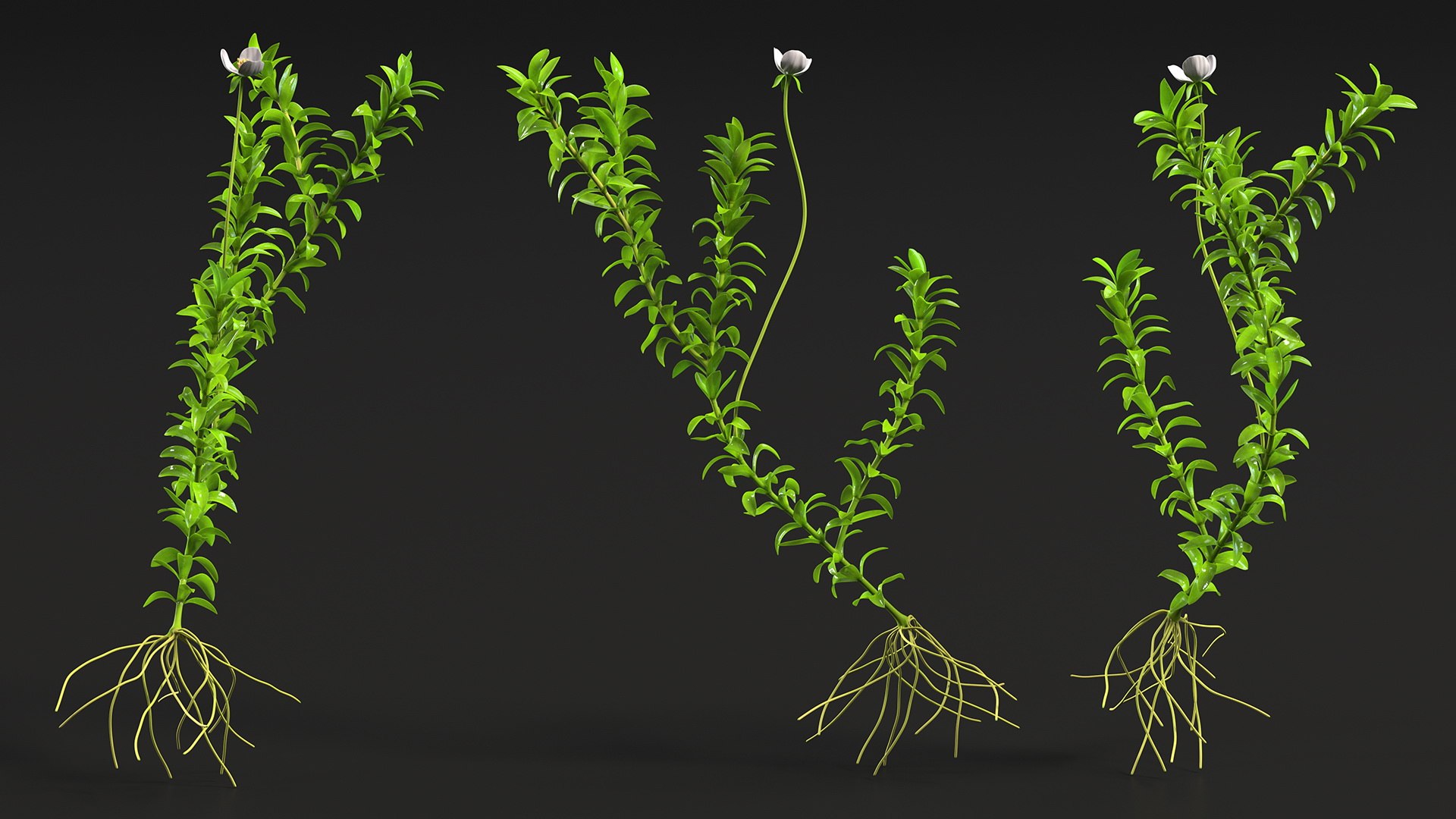 3D Aquarium Plants Collection 3 https://p.turbosquid.com/ts-thumb/XR/D7lcMi/Ka/aquariumplantscollection3mb3dmodel013/jpg/1703185478/1920x1080/fit_q87/b601d7257962e0cf8bd5d02a050a79fb5e18c72c/aquariumplantscollection3mb3dmodel013.jpg