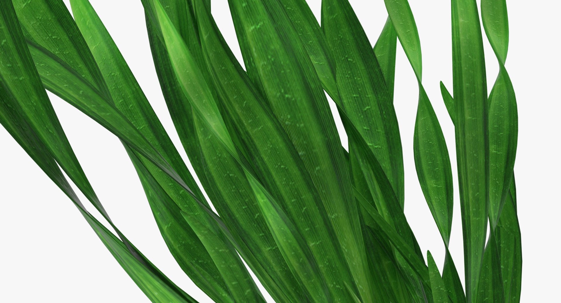3D Aquarium Plants Collection 3 https://p.turbosquid.com/ts-thumb/XR/D7lcMi/Kv/aquariumplantscollection3mb3dmodel049/jpg/1703185643/1920x1080/fit_q87/b754fbc3cc57a6c5feb05ba1fd4df02b274735b9/aquariumplantscollection3mb3dmodel049.jpg