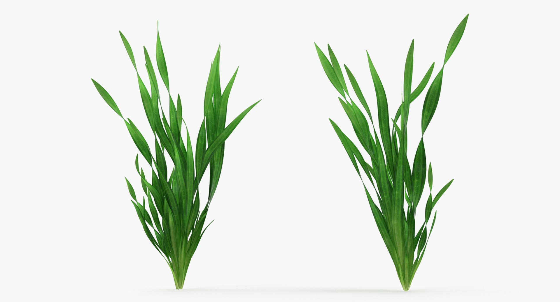 3D Aquarium Plants Collection 3 https://p.turbosquid.com/ts-thumb/XR/D7lcMi/LB/aquariumplantscollection3mb3dmodel045/jpg/1703185622/1920x1080/fit_q87/7e3ac3f19fb4287353cbd4082560715ae60d0b4d/aquariumplantscollection3mb3dmodel045.jpg