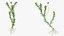 Aquarium Plants Collection 3