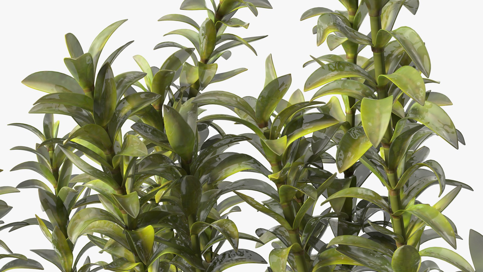 3D Aquarium Plants Collection 3 https://p.turbosquid.com/ts-thumb/XR/D7lcMi/MS/aquariumplantscollection3mb3dmodel042/jpg/1703185608/1920x1080/fit_q87/265af0422191c521aca06d2e0e54c1fcd217e4c9/aquariumplantscollection3mb3dmodel042.jpg