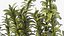 Aquarium Plants Collection 3