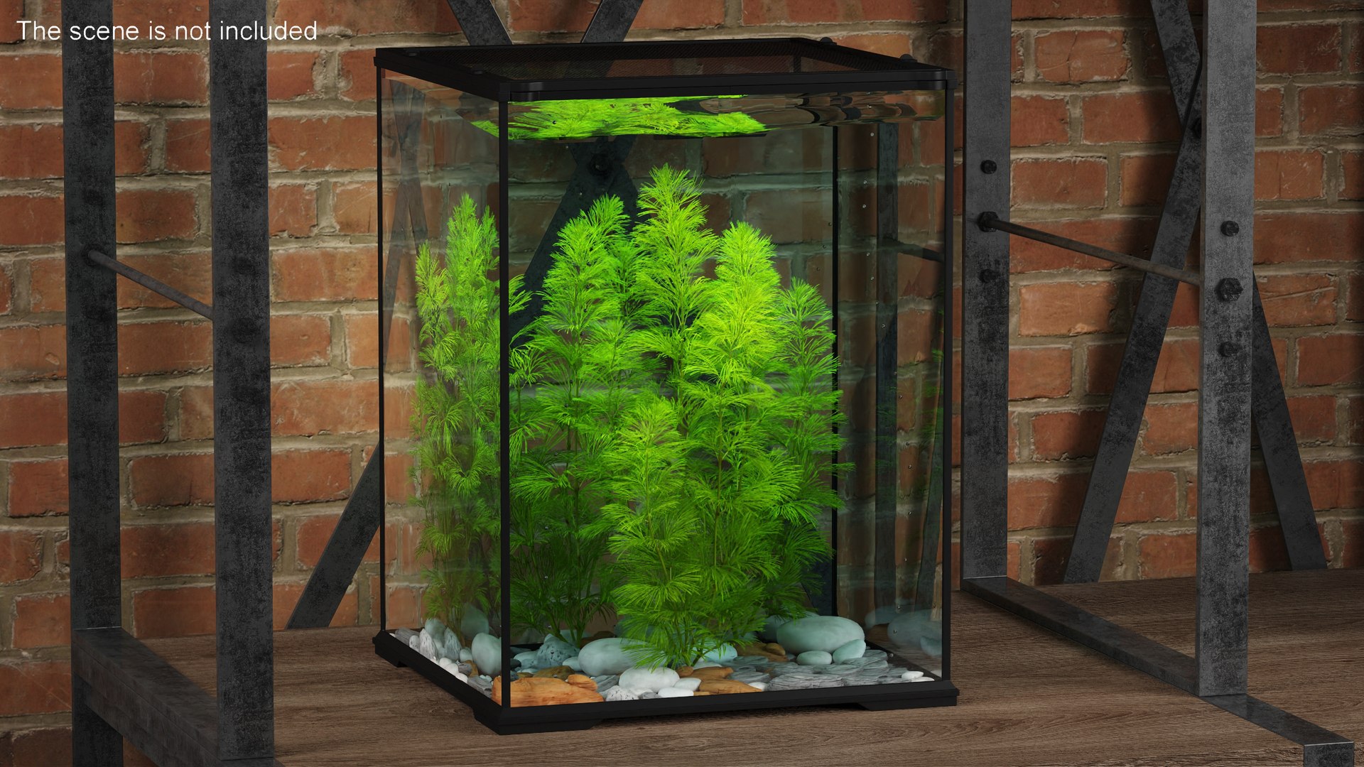 3D Aquarium Plants Collection 3 https://p.turbosquid.com/ts-thumb/XR/D7lcMi/NI/aquariumplantscollection3mb3dmodel002/jpg/1703185426/1920x1080/fit_q87/76cfd257a9b603a82c0aeeb0ed18522ca3d503e4/aquariumplantscollection3mb3dmodel002.jpg