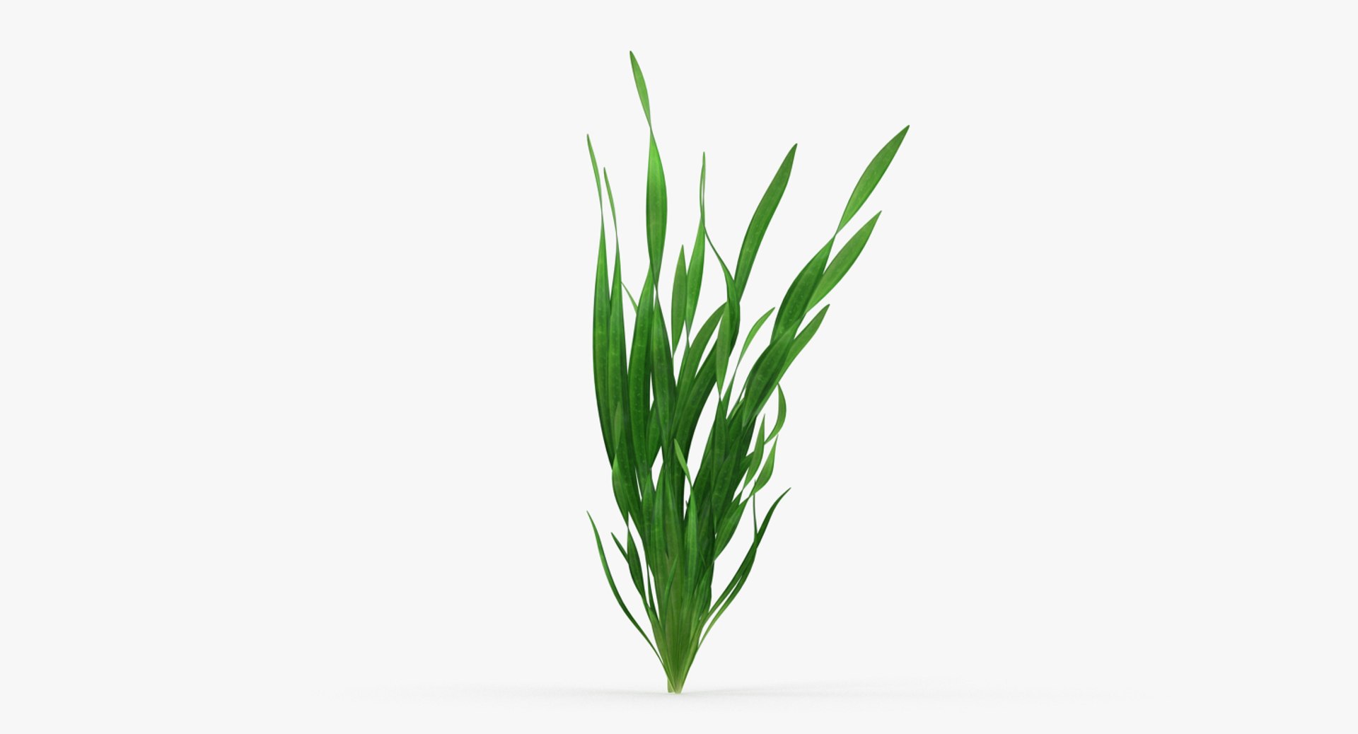 3D Aquarium Plants Collection 3 https://p.turbosquid.com/ts-thumb/XR/D7lcMi/NN/aquariumplantscollection3mb3dmodel044/jpg/1703185617/1920x1080/fit_q87/880efbed67d3a026d83166670230dc33b310233b/aquariumplantscollection3mb3dmodel044.jpg