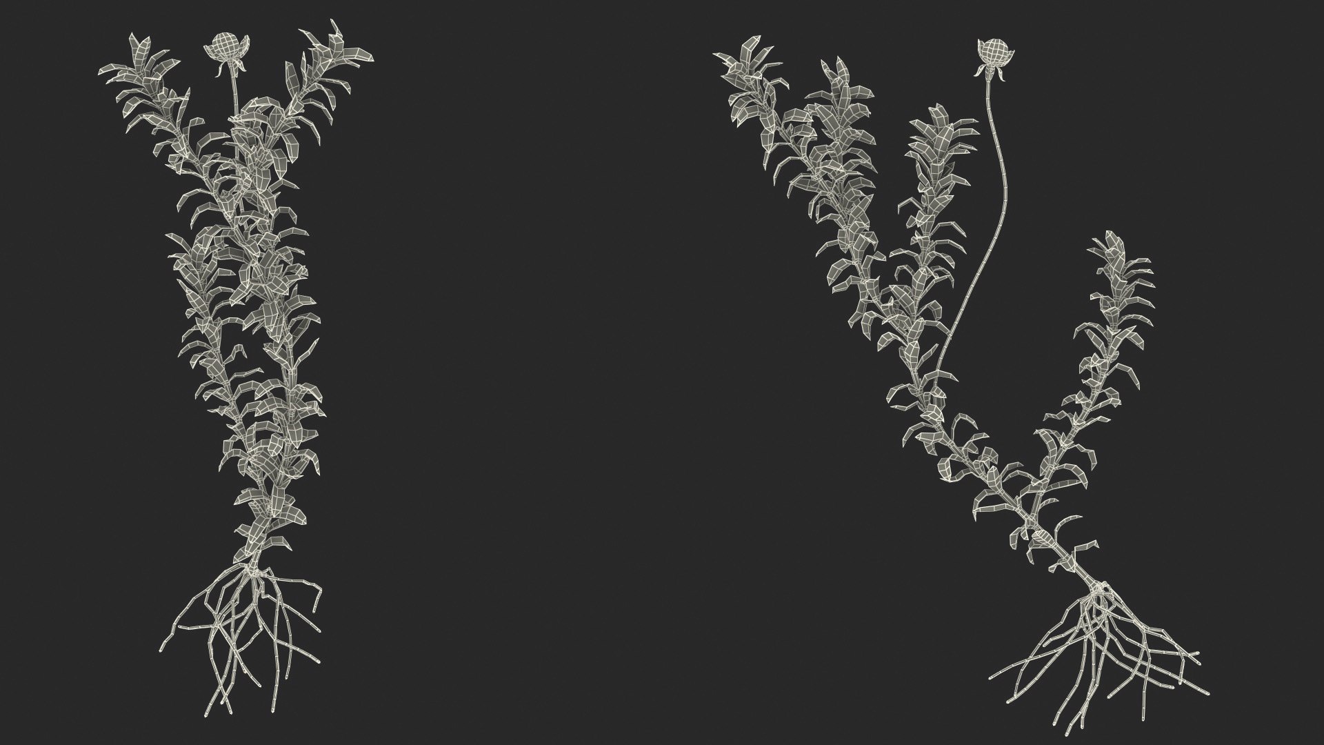 3D Aquarium Plants Collection 3 https://p.turbosquid.com/ts-thumb/XR/D7lcMi/Nk/aquariumplantscollection3mb3dmodel054/jpg/1703185668/1920x1080/fit_q87/fc8a08bb39c577633705efc17b27a77db2c2c2f9/aquariumplantscollection3mb3dmodel054.jpg