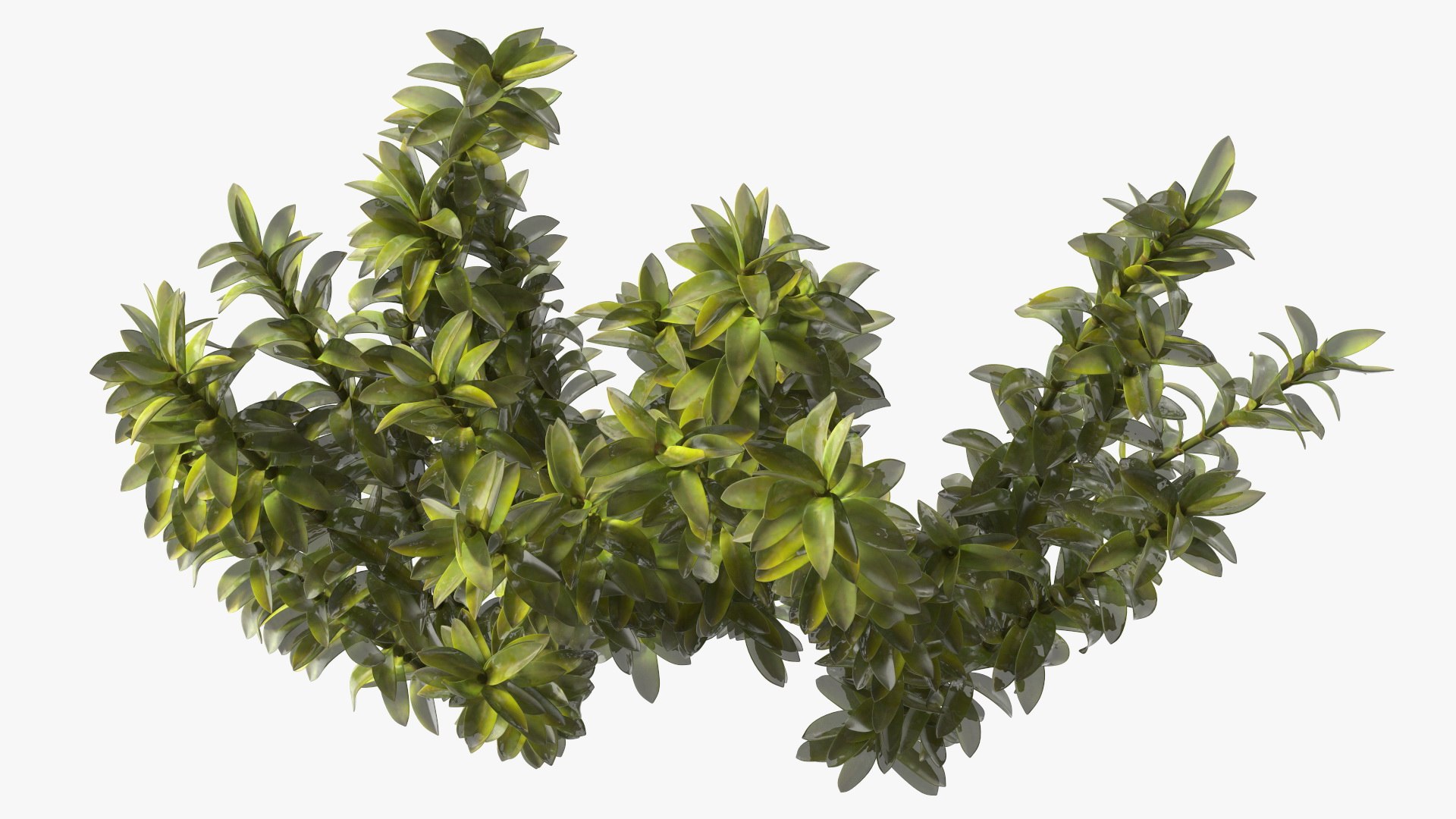 3D Aquarium Plants Collection 3 https://p.turbosquid.com/ts-thumb/XR/D7lcMi/On/aquariumplantscollection3mb3dmodel041/jpg/1703185603/1920x1080/fit_q87/8a1aab3763fd386f0a44266612ce5e02ad782d7f/aquariumplantscollection3mb3dmodel041.jpg
