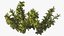 Aquarium Plants Collection 3