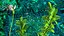 Aquarium Plants Collection 3
