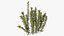 Aquarium Plants Collection 3