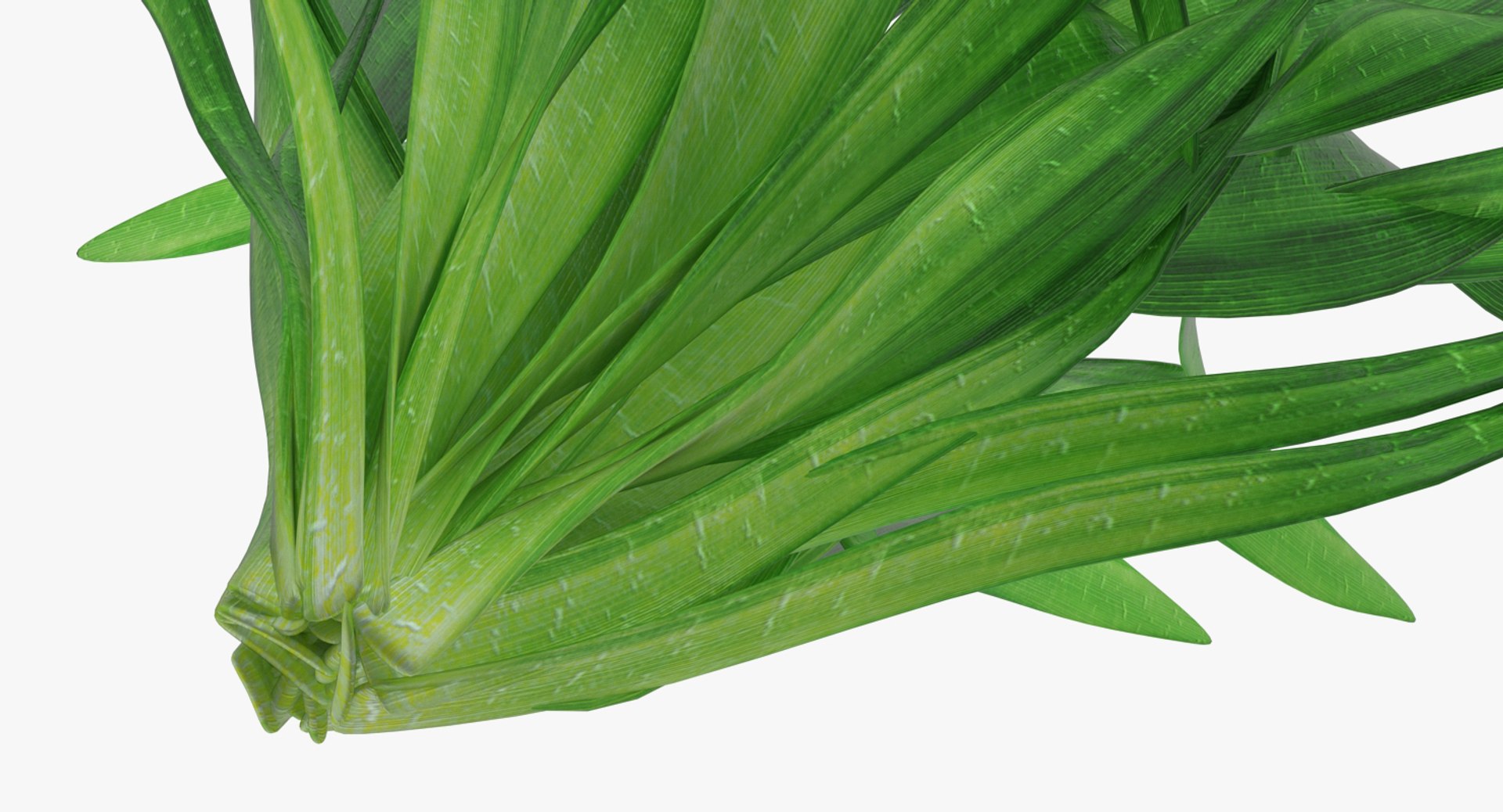 3D Aquarium Plants Collection 3 https://p.turbosquid.com/ts-thumb/XR/D7lcMi/Rc/aquariumplantscollection3mb3dmodel050/jpg/1703185649/1920x1080/fit_q87/43b5593476d96d07b6e8c21d4d0624192bc43145/aquariumplantscollection3mb3dmodel050.jpg