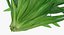 Aquarium Plants Collection 3