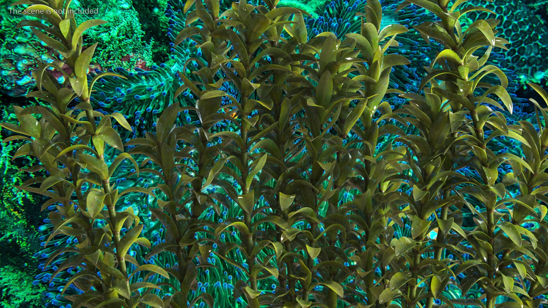 3D Aquarium Plants Collection 3 https://p.turbosquid.com/ts-thumb/XR/D7lcMi/Sx/aquariumplantscollection3mb3dmodel032/jpg/1703185563/1920x1080/fit_q87/cbf2d3ac16cf8e2827c7aa9d9dfa1860b4ba5dd0/aquariumplantscollection3mb3dmodel032.jpg