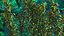 Aquarium Plants Collection 3