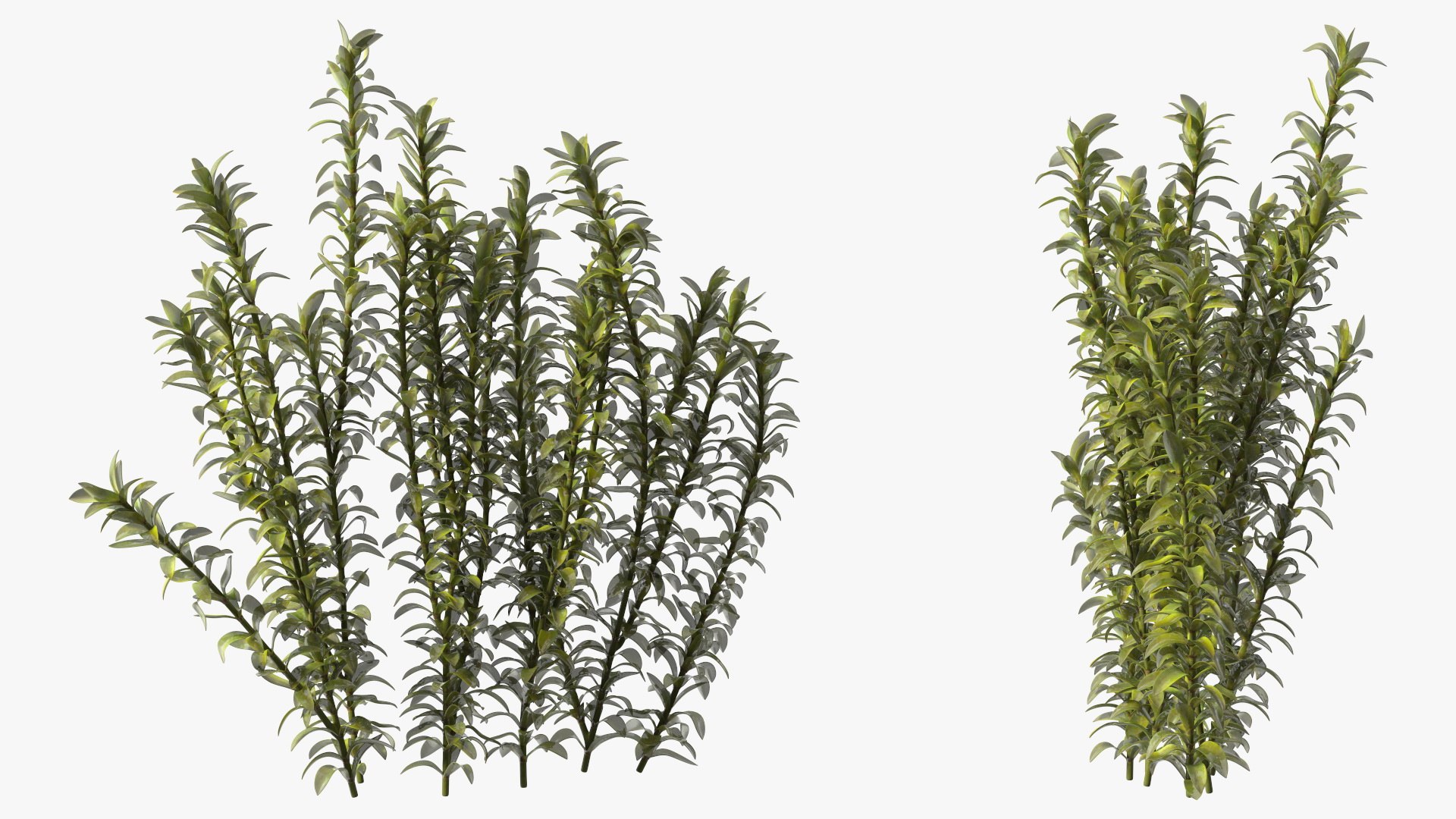 3D Aquarium Plants Collection 3 https://p.turbosquid.com/ts-thumb/XR/D7lcMi/UU/aquariumplantscollection3mb3dmodel040/jpg/1703185599/1920x1080/fit_q87/264c346a4c9e4b31467b139686756eccfa773e65/aquariumplantscollection3mb3dmodel040.jpg