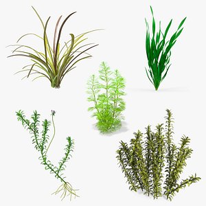 3D Aquarium Plants Collection 3