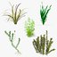 Aquarium Plants Collection 3