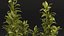 Aquarium Plants Collection 3
