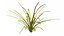 Aquarium Plants Collection 3