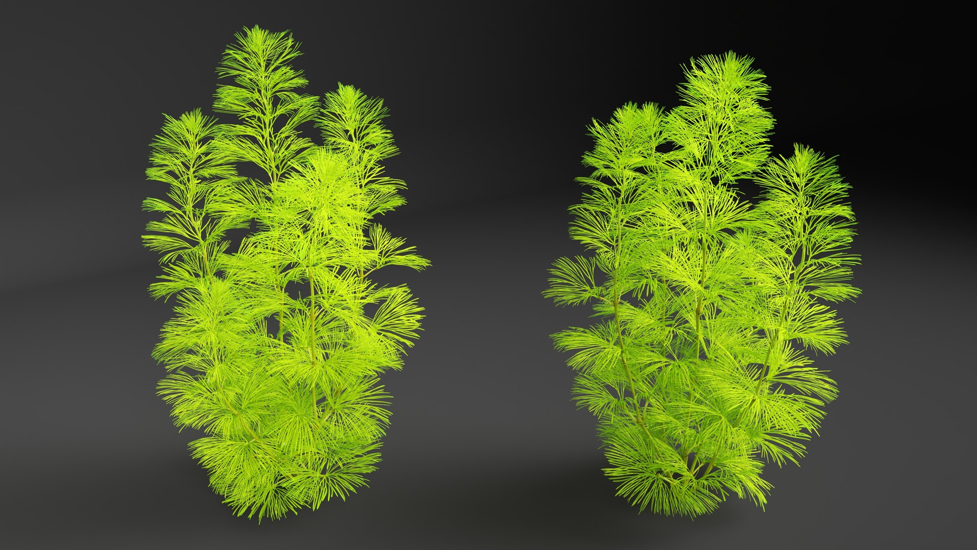 3D Aquarium Plants Collection 3 https://p.turbosquid.com/ts-thumb/XR/D7lcMi/YE/aquariumplantscollection3mb3dmodel004/jpg/1703185436/1920x1080/fit_q87/6007d0f25d067dab36c87f783efa0f4e5fcc06ef/aquariumplantscollection3mb3dmodel004.jpg