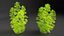 Aquarium Plants Collection 3