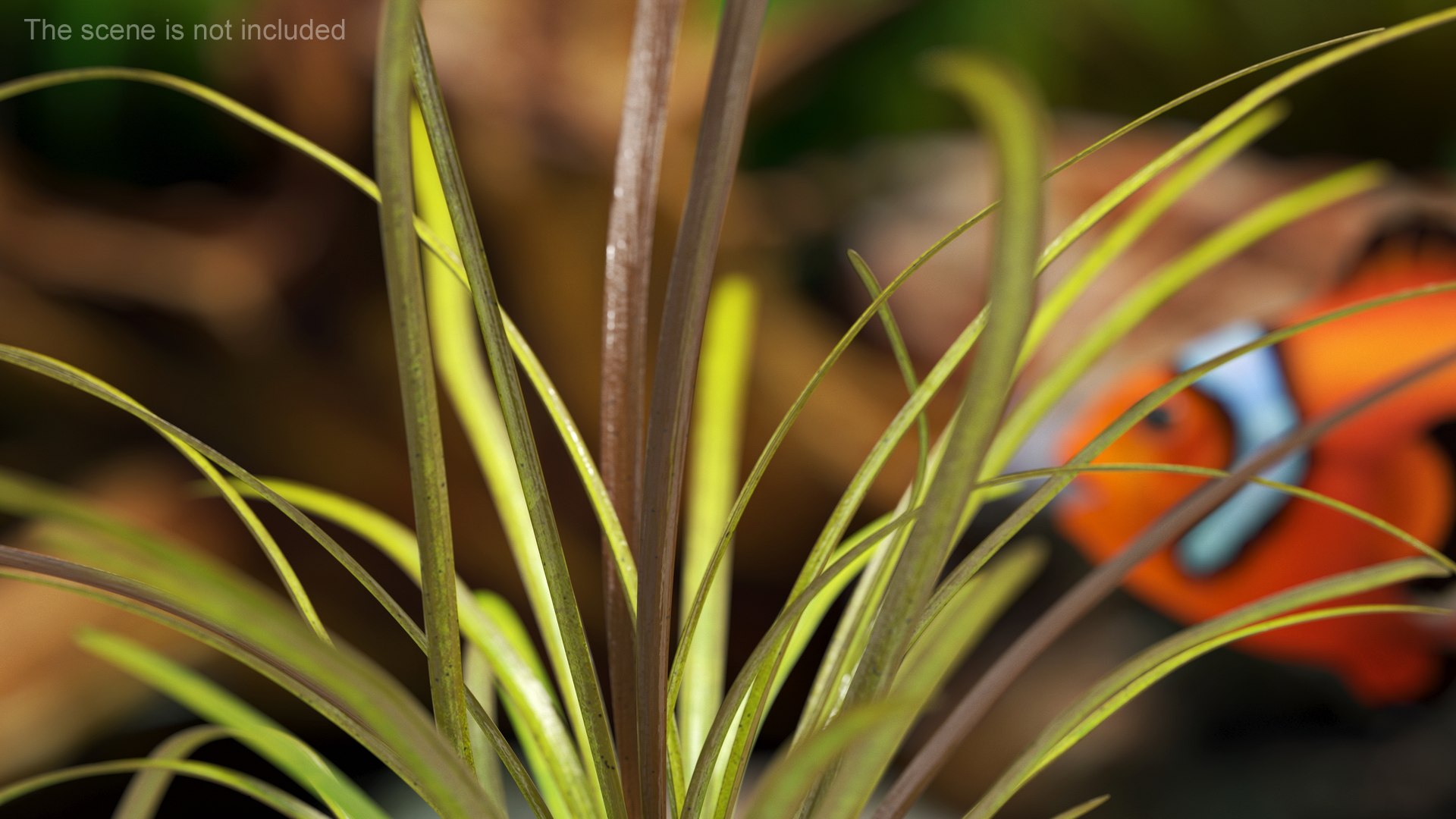 3D Aquarium Plants Collection 3 https://p.turbosquid.com/ts-thumb/XR/D7lcMi/Zl/aquariumplantscollection3mb3dmodel024/jpg/1703185526/1920x1080/fit_q87/34e73bc454f7b49d1bdf1b0e0a0d30fa99f1fd4e/aquariumplantscollection3mb3dmodel024.jpg