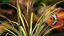 Aquarium Plants Collection 3