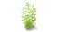 Aquarium Plants Collection 3
