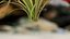 Aquarium Plants Collection 3