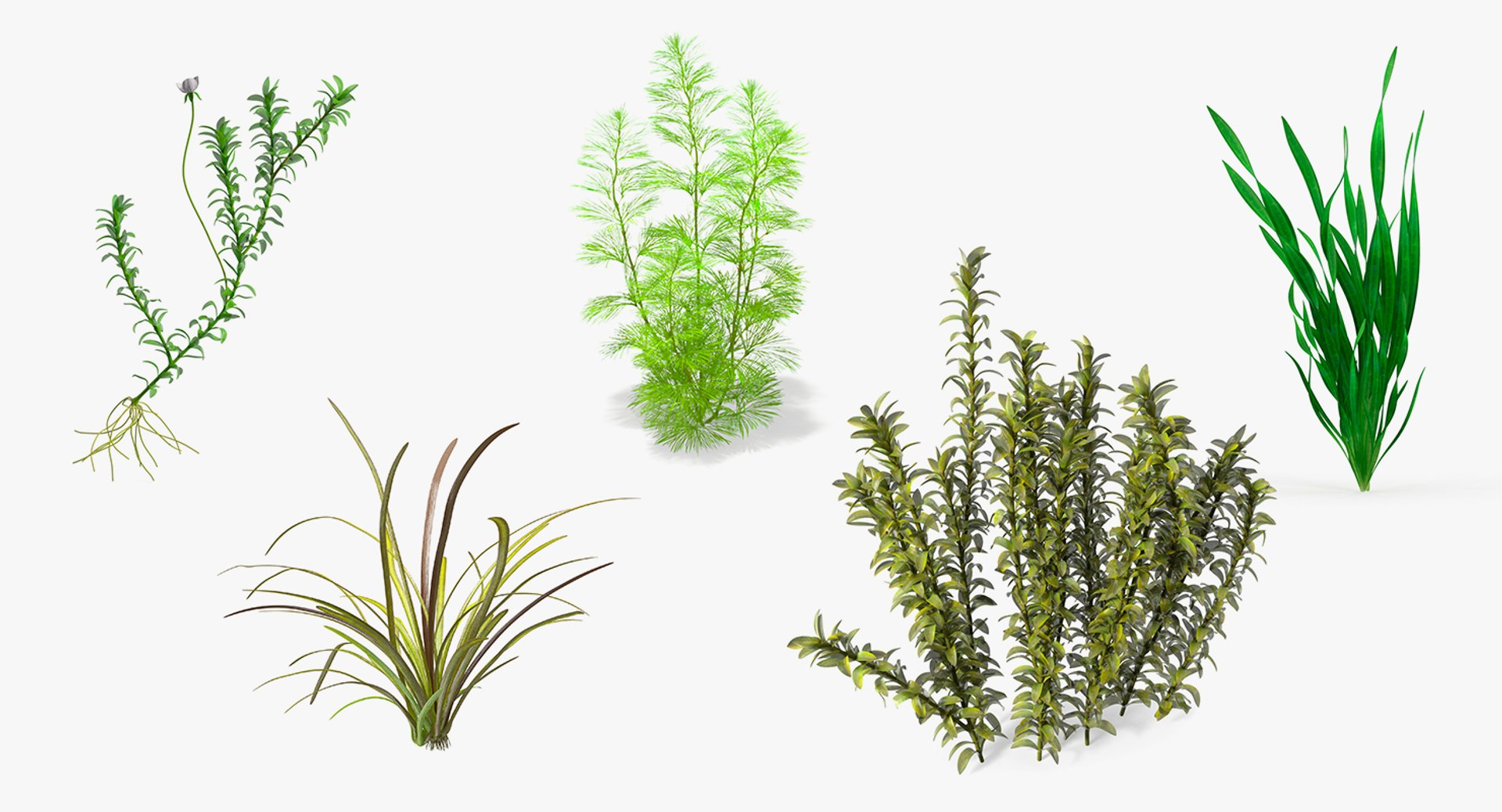 3D Aquarium Plants Collection 3 https://p.turbosquid.com/ts-thumb/XR/D7lcMi/hE/aquariumplantscollection3mb3dmodel001/jpg/1703184173/1920x1080/fit_q87/02e73615f2dde5b4c26324b3a4987774fc1b498e/aquariumplantscollection3mb3dmodel001.jpg