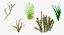 Aquarium Plants Collection 3