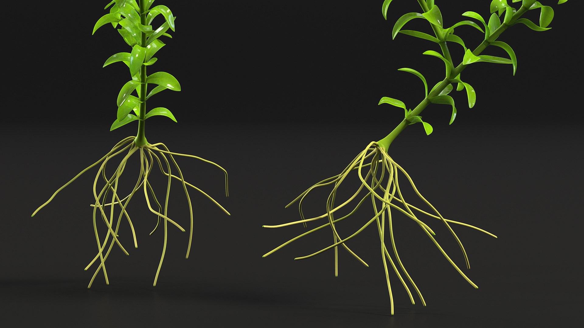 3D Aquarium Plants Collection 3 https://p.turbosquid.com/ts-thumb/XR/D7lcMi/hT/aquariumplantscollection3mb3dmodel015/jpg/1703185486/1920x1080/fit_q87/adbb5bb2820fc18a5dfcf68193bb15a69d072a20/aquariumplantscollection3mb3dmodel015.jpg