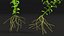 Aquarium Plants Collection 3