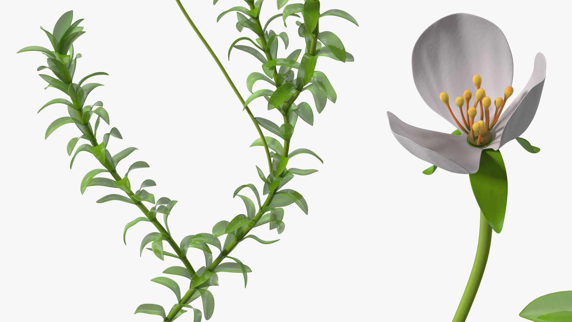3D Aquarium Plants Collection 3 https://p.turbosquid.com/ts-thumb/XR/D7lcMi/hV/aquariumplantscollection3mb3dmodel021/jpg/1703185513/1920x1080/fit_q87/b9561b4afc32ccf533ad9e31d575457c2147efd6/aquariumplantscollection3mb3dmodel021.jpg
