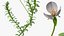 Aquarium Plants Collection 3