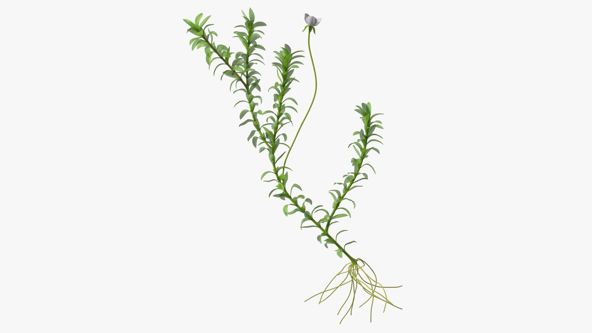 3D Aquarium Plants Collection 3 https://p.turbosquid.com/ts-thumb/XR/D7lcMi/jc/aquariumplantscollection3mb3dmodel017/jpg/1703185494/1920x1080/fit_q87/53865966d29e2db7e193bcc6a68c847e01608de6/aquariumplantscollection3mb3dmodel017.jpg