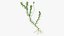 Aquarium Plants Collection 3