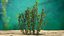 Aquarium Plants Collection 3