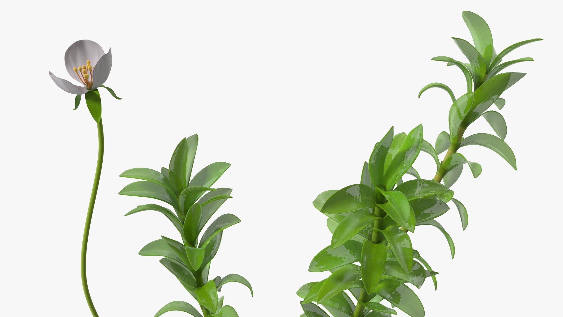 3D Aquarium Plants Collection 3 https://p.turbosquid.com/ts-thumb/XR/D7lcMi/oa/aquariumplantscollection3mb3dmodel020/jpg/1703185507/1920x1080/fit_q87/938e5295620a7008dac4c77bd9ebd97caac76119/aquariumplantscollection3mb3dmodel020.jpg