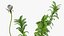 Aquarium Plants Collection 3
