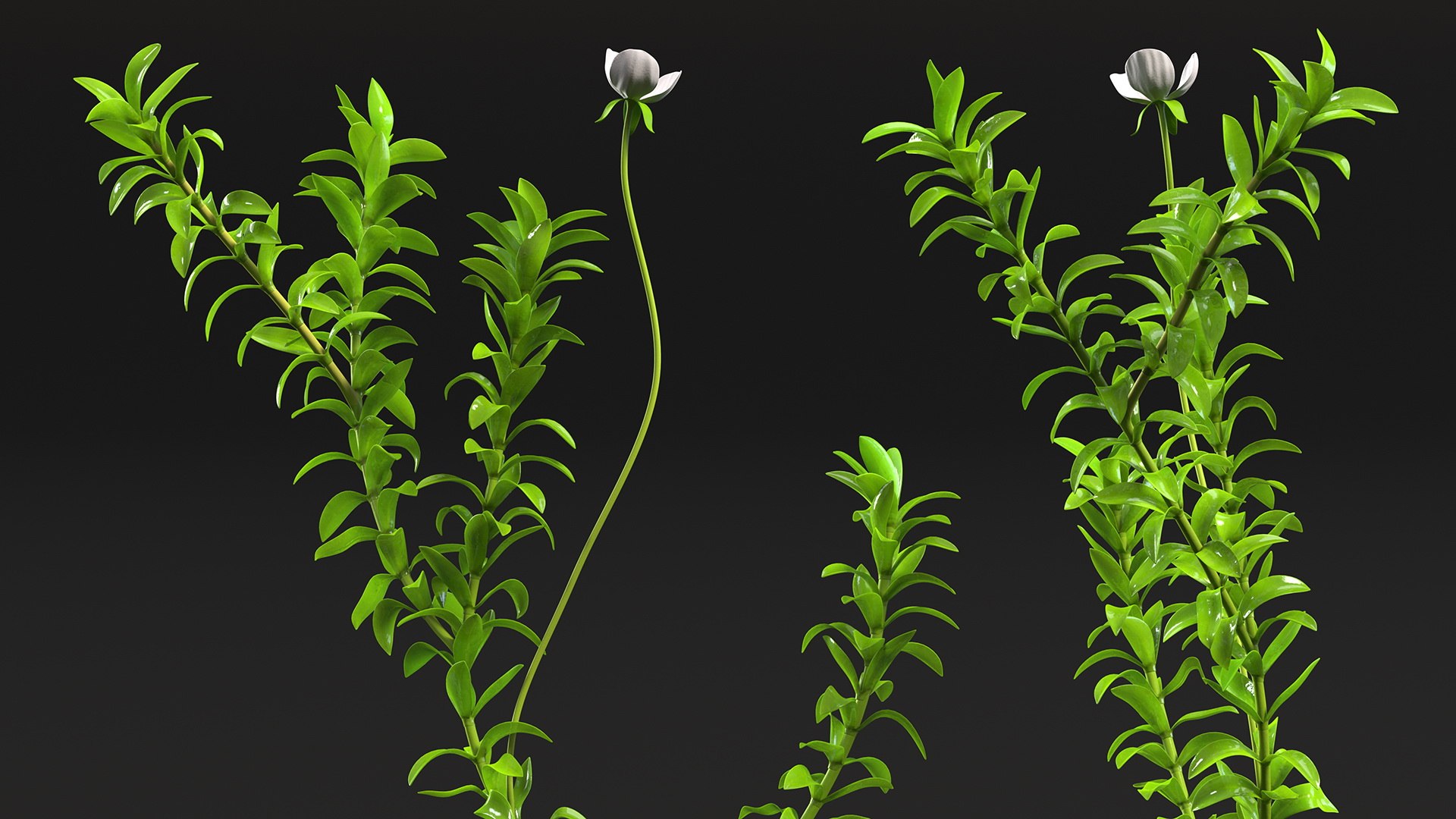 3D Aquarium Plants Collection 3 https://p.turbosquid.com/ts-thumb/XR/D7lcMi/oq/aquariumplantscollection3mb3dmodel014/jpg/1703185482/1920x1080/fit_q87/2eaf97cde82f349467aa3b371889e6afce8f974e/aquariumplantscollection3mb3dmodel014.jpg