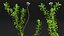 Aquarium Plants Collection 3