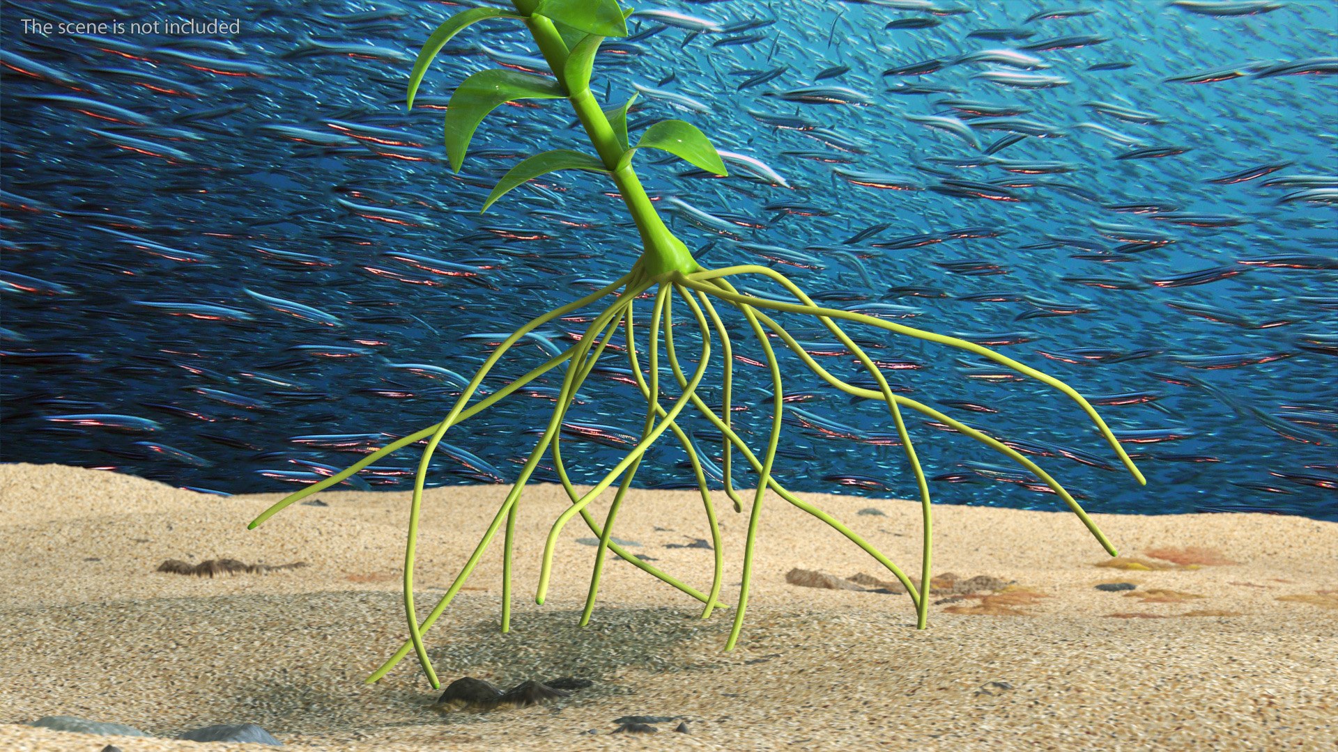 3D Aquarium Plants Collection 3 https://p.turbosquid.com/ts-thumb/XR/D7lcMi/qF/aquariumplantscollection3mb3dmodel011/jpg/1703185470/1920x1080/fit_q87/3dc0db64a3b193795a05fbd9dbb28dd22979b197/aquariumplantscollection3mb3dmodel011.jpg