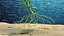 Aquarium Plants Collection 3