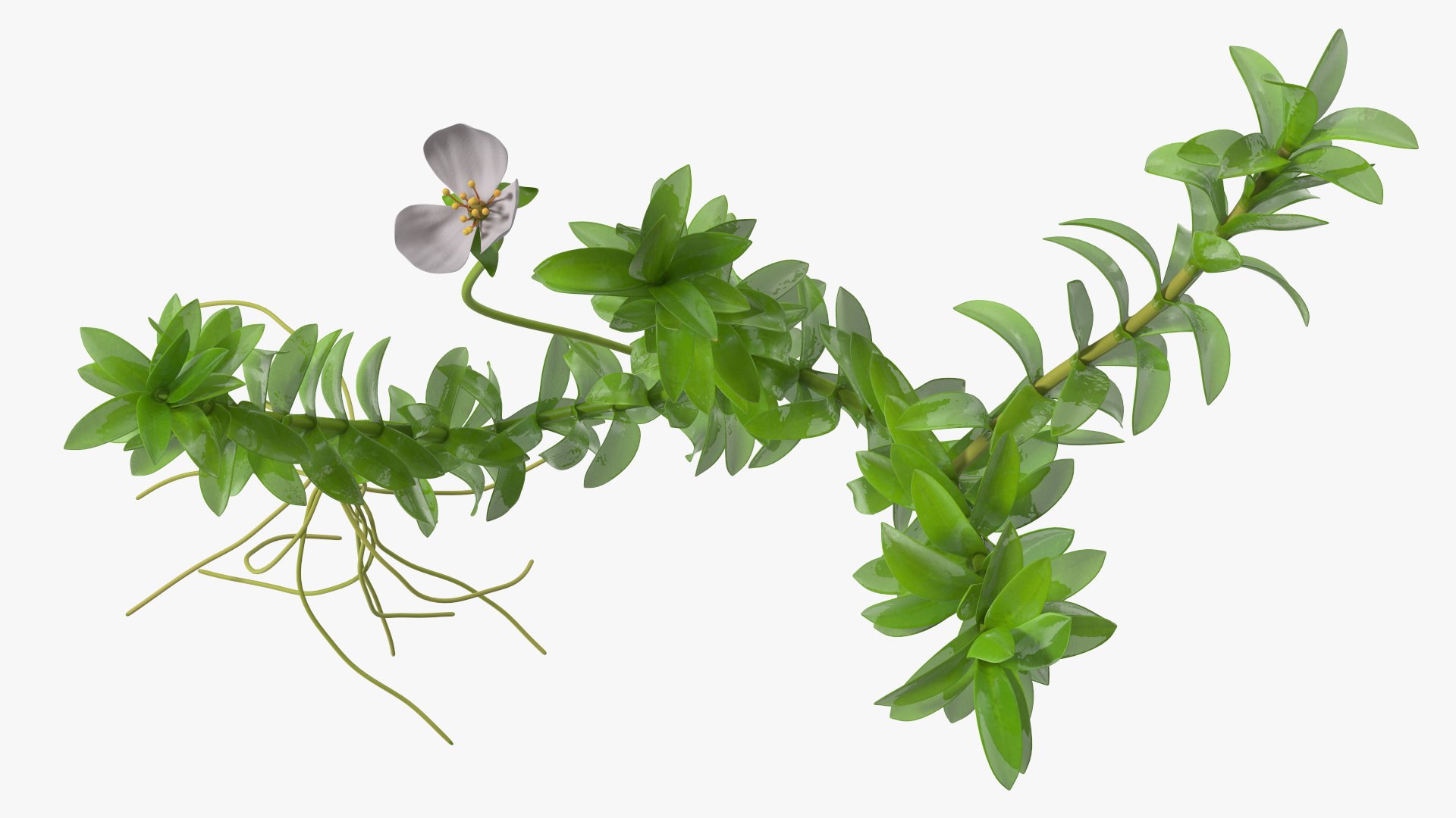 3D Aquarium Plants Collection 3 https://p.turbosquid.com/ts-thumb/XR/D7lcMi/t7/aquariumplantscollection3mb3dmodel022/jpg/1703185517/1920x1080/fit_q87/fc606649bf302fc0770d05740c4c1b882e32e06d/aquariumplantscollection3mb3dmodel022.jpg