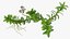 Aquarium Plants Collection 3