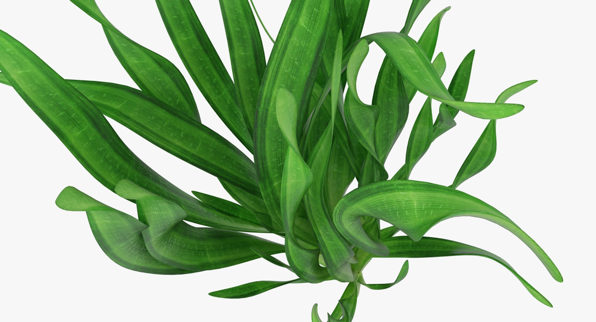 3D Aquarium Plants Collection 3 https://p.turbosquid.com/ts-thumb/XR/D7lcMi/tq/aquariumplantscollection3mb3dmodel047/jpg/1703185633/1920x1080/fit_q87/f6f42550e759cc46bf1e88aeaecedd4d219644bd/aquariumplantscollection3mb3dmodel047.jpg