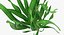 Aquarium Plants Collection 3