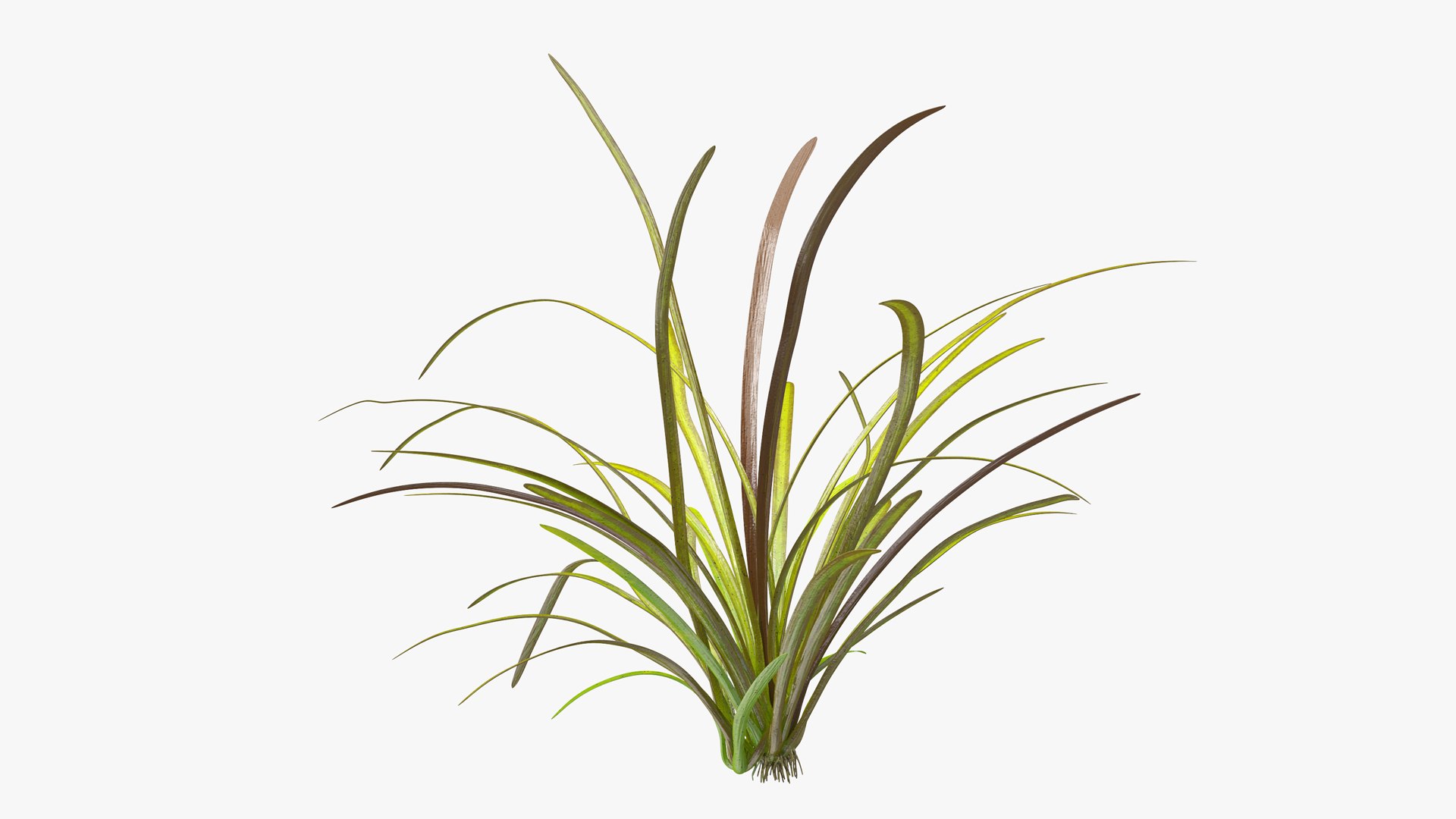 3D Aquarium Plants Collection 3 https://p.turbosquid.com/ts-thumb/XR/D7lcMi/tz/aquariumplantscollection3mb3dmodel027/jpg/1703185540/1920x1080/fit_q87/ffffddd79fdd3499c25e2928843d388b69187fee/aquariumplantscollection3mb3dmodel027.jpg