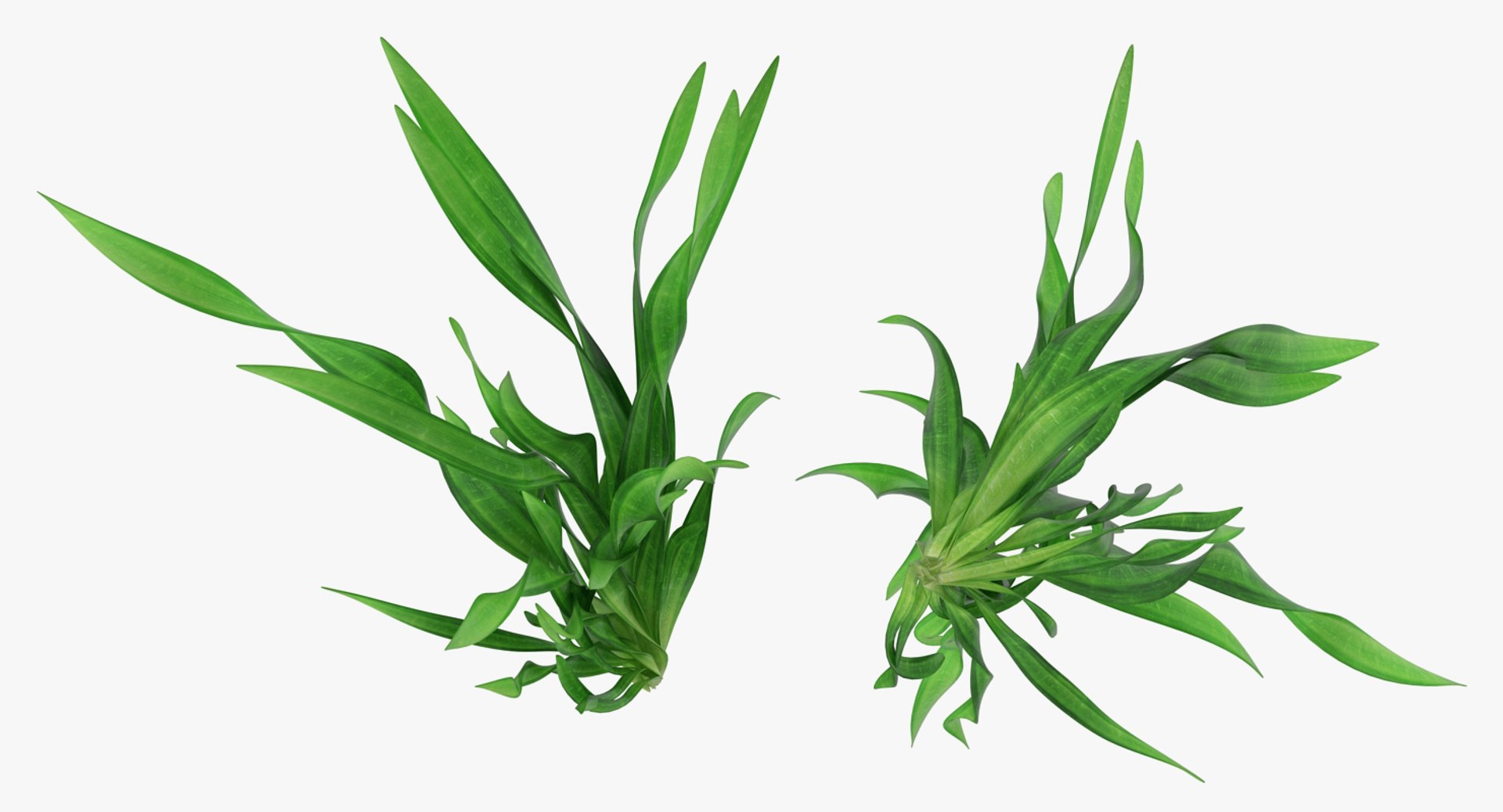 3D Aquarium Plants Collection 3 https://p.turbosquid.com/ts-thumb/XR/D7lcMi/vN/aquariumplantscollection3mb3dmodel046/jpg/1703185627/1920x1080/fit_q87/c1239301f768b196f840af718b18cf8b209981ce/aquariumplantscollection3mb3dmodel046.jpg