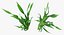 Aquarium Plants Collection 3